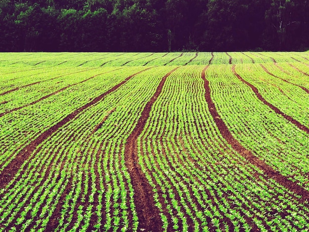 Campo agrícola contra los árboles