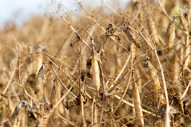 Un campo agrícola con una cosecha madura de guisantes amarillos.