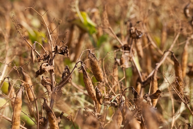 Un campo agrícola con una cosecha madura de guisantes.