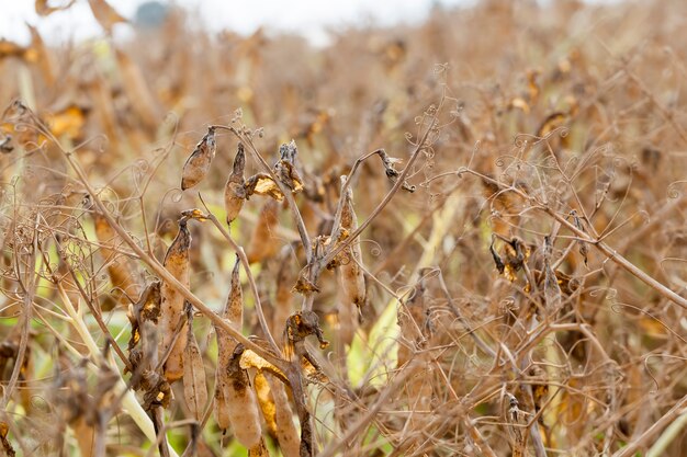 Un campo agrícola con una cosecha madura de guisantes.