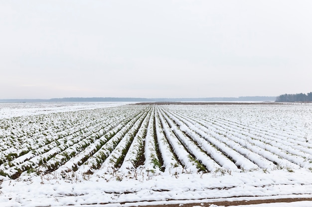 Foto campo agrícola cubierto de nieve