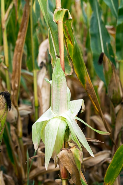 Campo agrícola de cultivo de maíz maduro donde los cultivos cosechados amarillean de maíz maduro