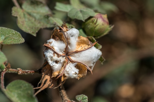 Campo agrícola de algodão, close-up de bolas de algodão e flores.