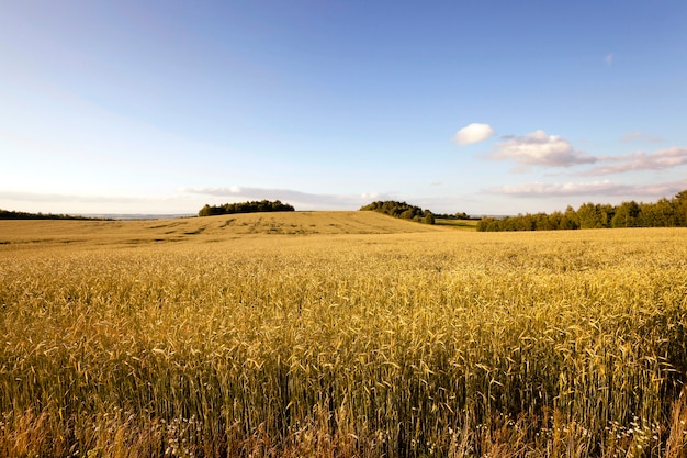 campo agrícola de cereais