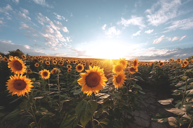 Campo agrícola de girassol fica lindo ao pôr do sol