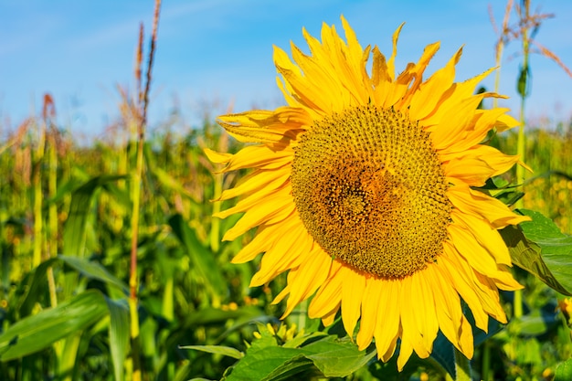 Campo agrícola de verão com girassol amarelo