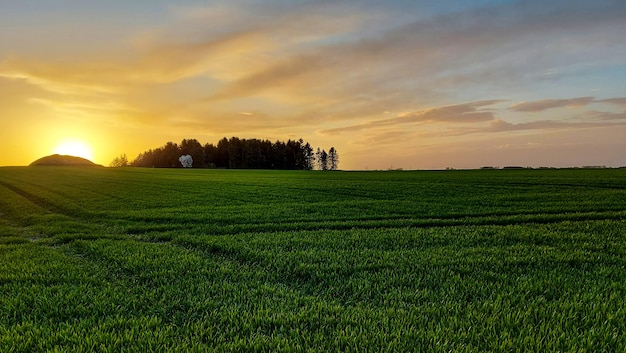 Campo agrícola dinamarquês em Roskilde ao pôr do sol