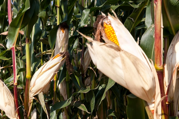 Un campo agrícola donde se cosecha maíz para alimentar.