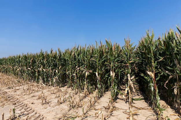 Un campo agrícola donde se cosecha maíz como alimento.