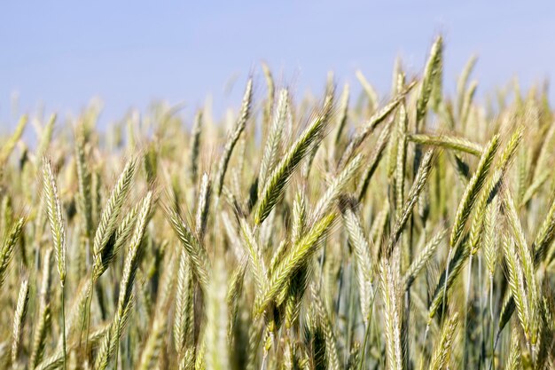 Campo agrícola donde crece el centeno verde