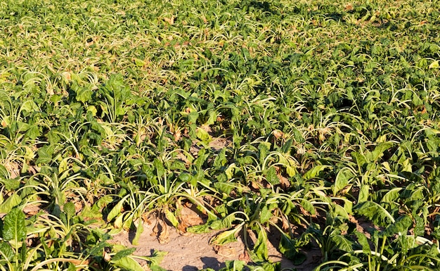 Campo agrícola donde crece una gran cantidad de remolachas verdes lentas