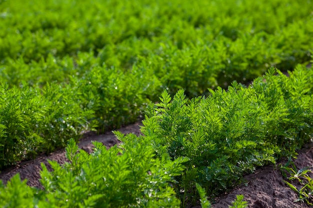 Un campo agrícola donde crece una gran cantidad de zanahorias.