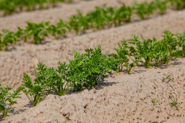 Un campo agrícola donde crece una gran cantidad de zanahorias.