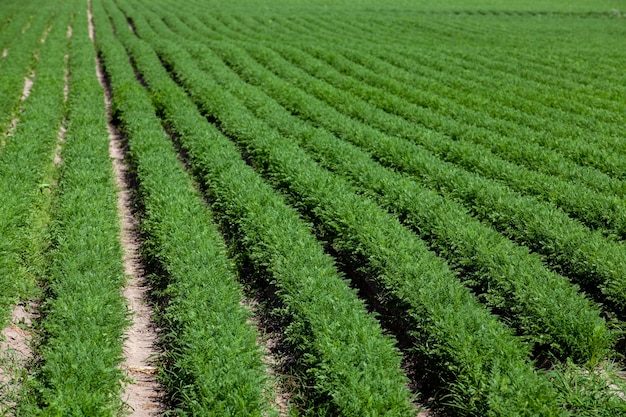 Un campo agrícola donde crece una gran cantidad de zanahorias.