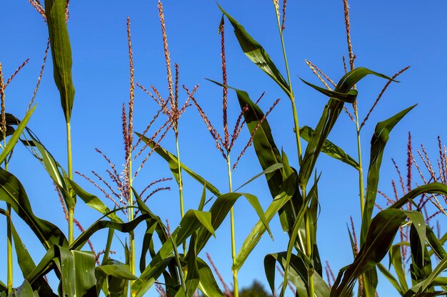 Un campo agrícola donde crece el maíz verde inmaduro