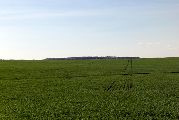 Campo agrícola donde crece el trigo inmaduro verde