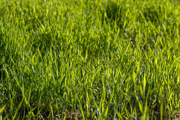 Campo agrícola donde crece el trigo inmaduro verde