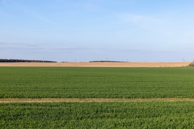 Campo agrícola donde crece el trigo inmaduro verde