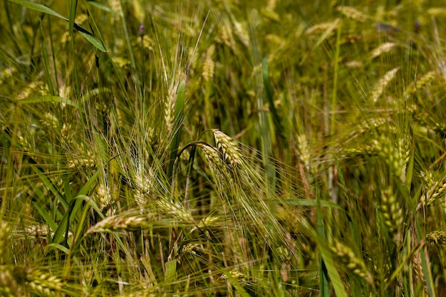 Campo agrícola donde crece el trigo inmaduro verde