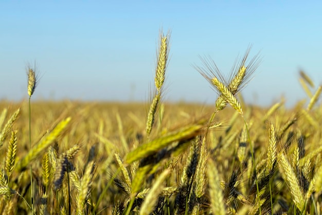 Un campo agrícola donde crecen los cereales de maduración