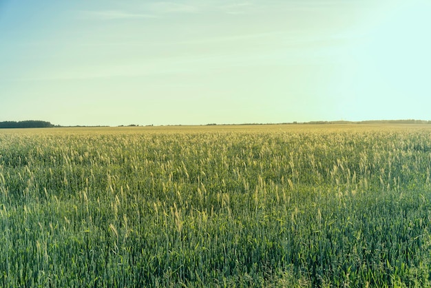 Un campo agrícola donde crecen los cereales de maduración