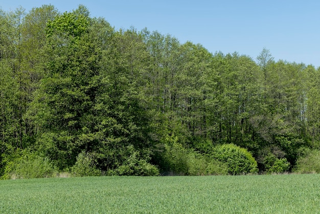 Un campo agrícola donde crecen los cereales verdes