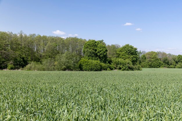 Un campo agrícola donde crecen los cereales verdes