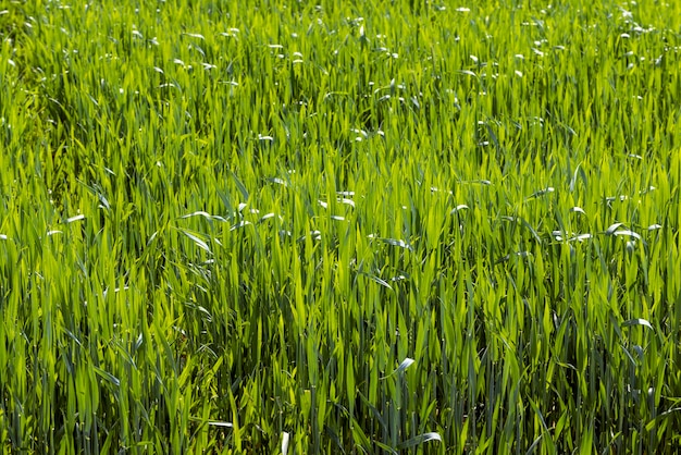 Un campo agrícola donde crecen los cereales verdes