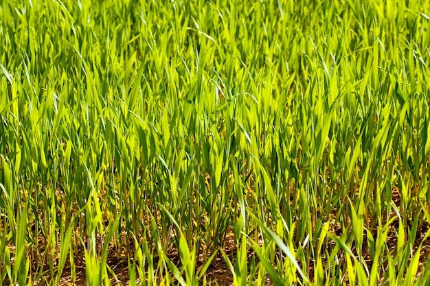 Campo agrícola donde crecen granos verdes inmaduros.