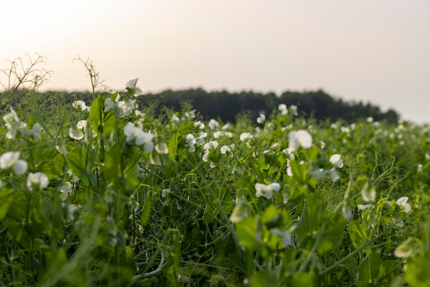 Un campo agrícola donde crecen los guisantes verdes durante la floración