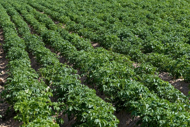 Un campo agrícola donde crecen las papas verdes