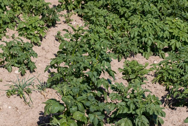 Un campo agrícola donde crecen las papas verdes