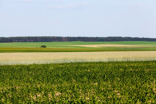 Un campo agrícola donde se cultiva centeno.