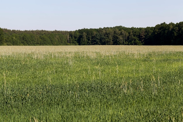 Un campo agrícola donde se cultiva centeno.