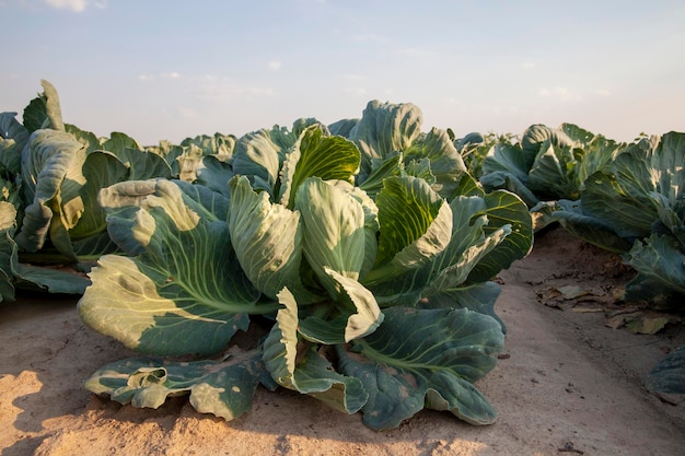 Un campo agrícola donde se cultiva la col blanca