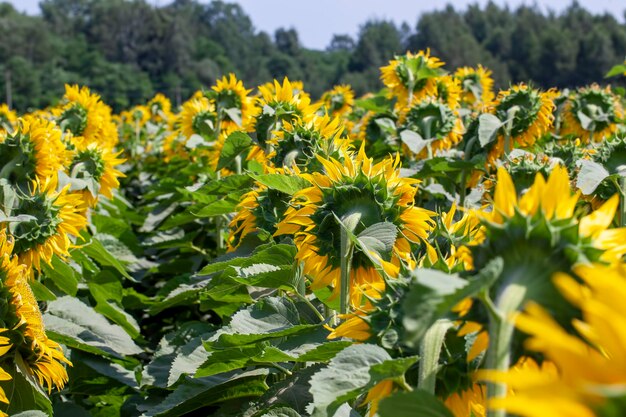 Campo agrícola donde se cultiva el girasol para la producción de aceite