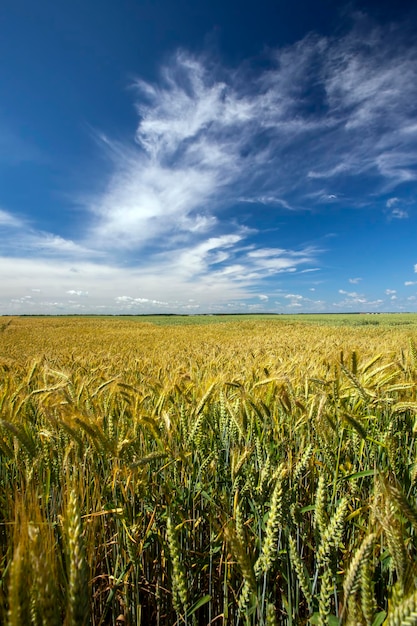 Un campo agrícola donde se cultiva el trigo cereal