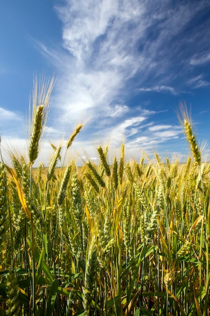 Un campo agrícola donde se cultiva el trigo cereal