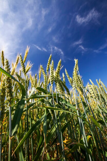 Un campo agrícola donde se cultiva el trigo cereal