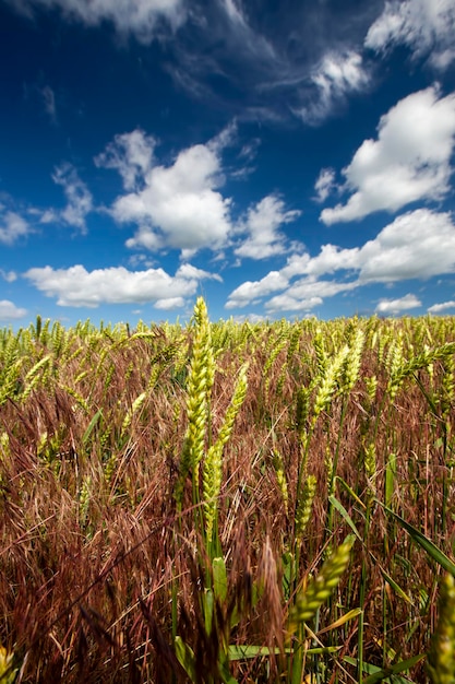 Campo agrícola donde se cultiva trigo cereal