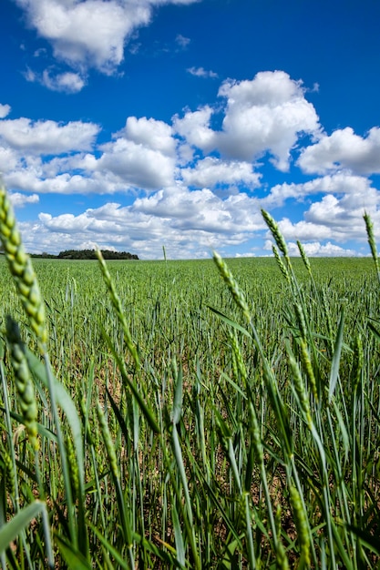 Campo agrícola donde se cultiva trigo cereal