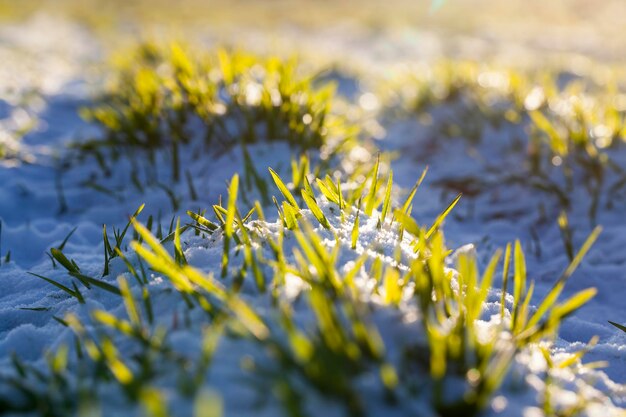 Campo agrícola donde se cultiva trigo de cereales trigo de invierno en la temporada de invierno en la nieve