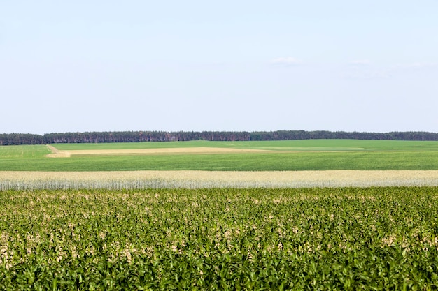 Un campo agrícola donde se cultiva trigo.