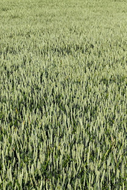 Un campo agrícola donde se cultiva trigo.