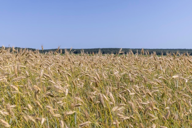 Un campo agrícola donde se cultiva trigo.