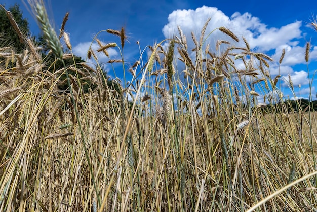 Un campo agrícola donde se cultiva trigo.