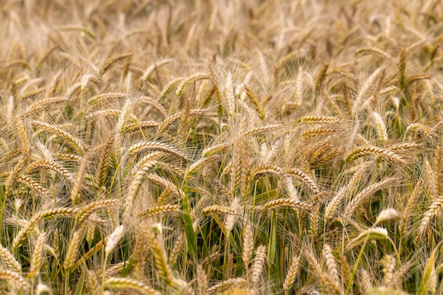 Un campo agrícola donde se cultiva trigo.