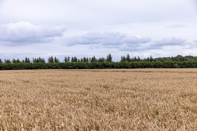 Un campo agrícola donde se cultiva trigo.