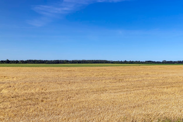 Un campo agrícola donde se cultiva trigo.