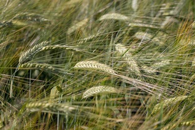 Un campo agrícola donde se cultivan cereales para cosechar grano